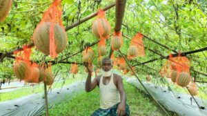 অসময়ে মাচায় ঝুলছে তরমুজ