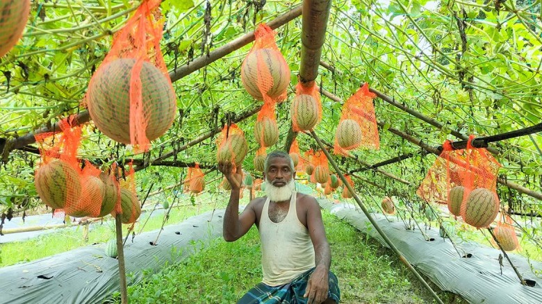 অসময়ে মাচায় ঝুলছে তরমুজ