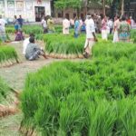 সদুল্লাপুরে আমনের চারার বাড়তি দাম