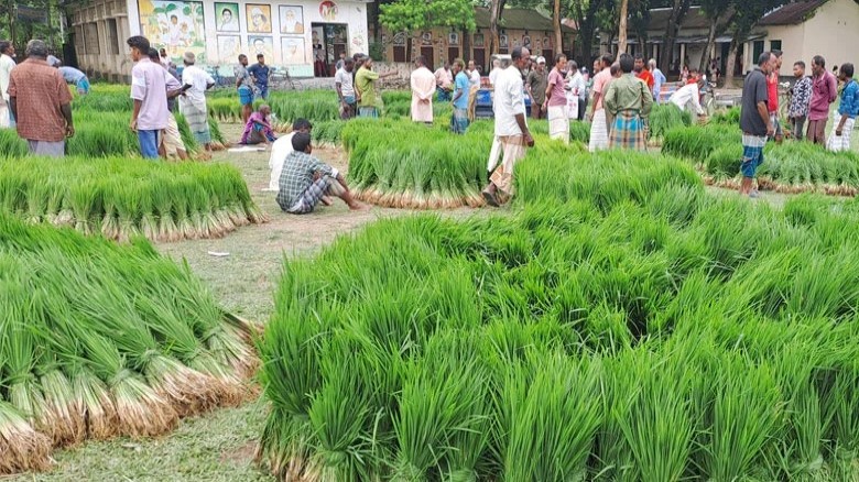 সদুল্লাপুরে আমনের চারার বাড়তি দাম