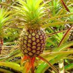 পাকিস্তানে আনারস রপ্তানির অনুমোদন