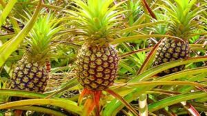 পাকিস্তানে আনারস রপ্তানির অনুমোদন