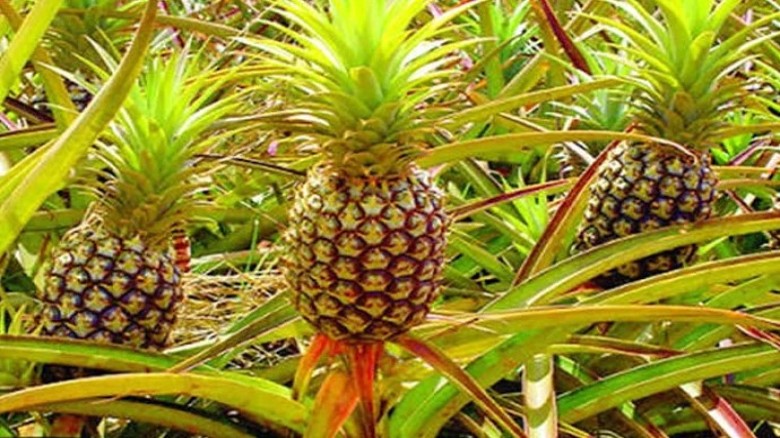 পাকিস্তানে আনারস রপ্তানির অনুমোদন