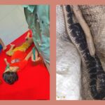 সাতক্ষীরায় বিষধর সাপের ছোবলে শিশু তানজিম হাসানের অকাল মৃত্যু